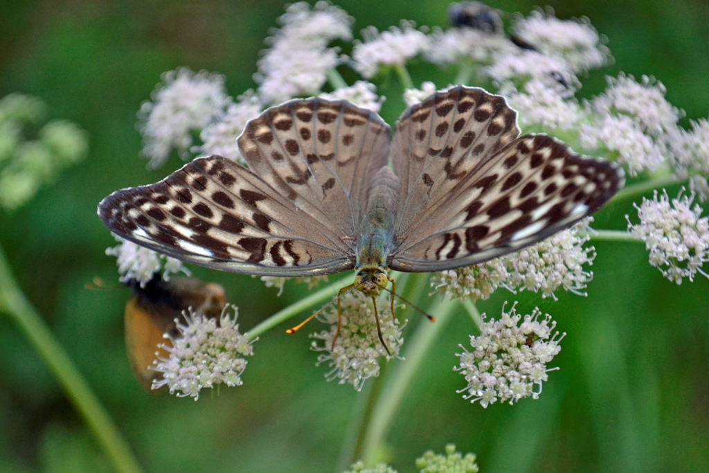 Argynnis paphia  f. valesina